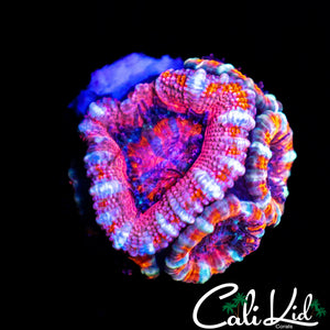 WHITE STRIPE ACAN MINI COLONY