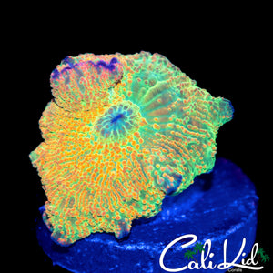 AMAZING "4" COLOR DISCO SHROOM