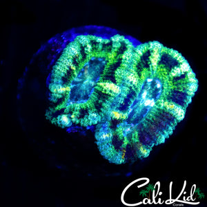 RARE PATTERN ASIAN ACAN DOUBLE