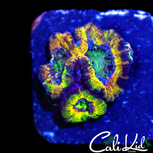 INSANE RAINBOW ACAN TRIPLE
