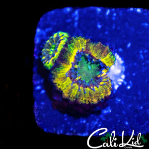 MYSTERY ACAN DOUBLE