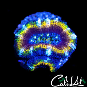 ULTIMATE RAINBOW ACAN DOUBLE