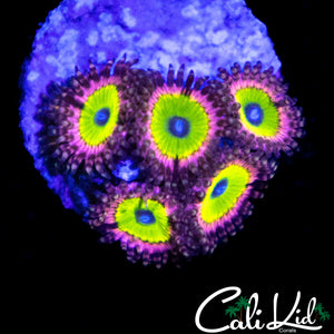 PINK HIPPO ZOA MINI COLONY