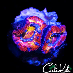 PATCHWORK TYPE ACAN DOUBLE