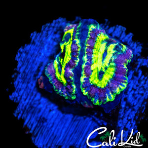 RARE ASIAN ACAN DOUBLE