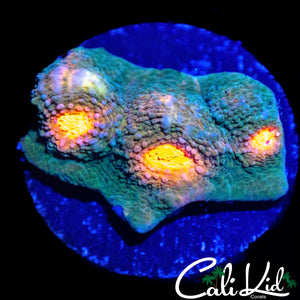 RAINBOW EYE CHALICE