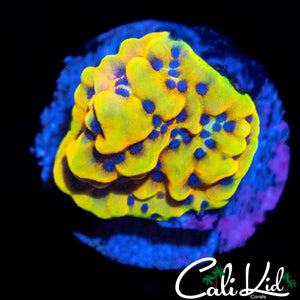 CK PEYOTE DREAMS MONTI