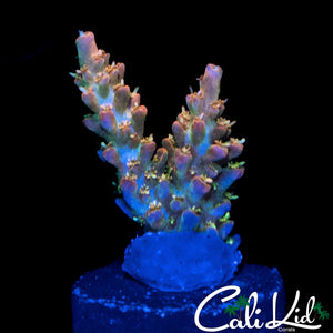 CK PINK FUSION ACRO