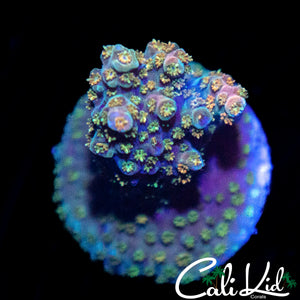 RAINBOW POLYPS ACRO