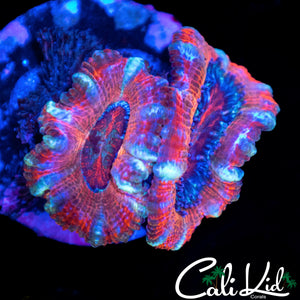 WHITE STRIPE ACAN DOUBLE