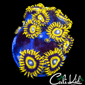 BULLS EYE ZOA MINI COLONY