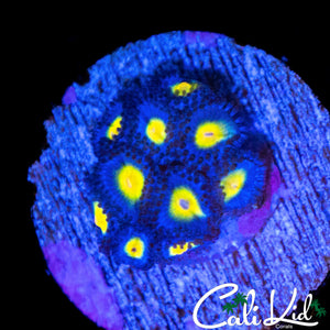AOI ZOA MINI COLONY