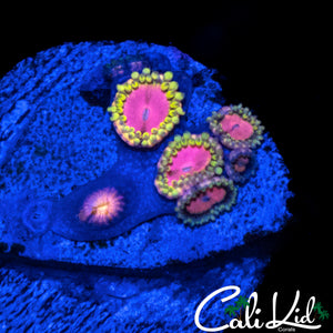 RRU OG PINK DIAMOND ZOA MINI COLONY