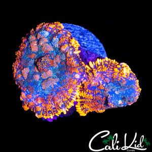 RAINBOW RIM RHODACTIS DOUBLE