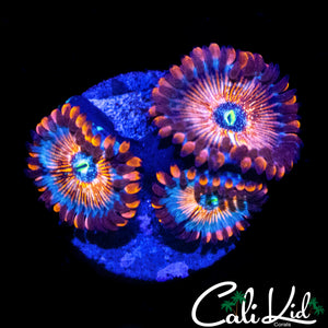 CB WHITE ZOMBIE ZOA TRIPLE