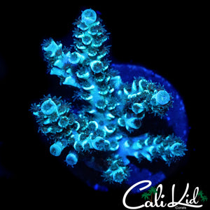 FUZZY TENIUS CHUNK