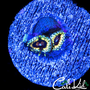 CK HELLRAZOR ZOA DOUBLE