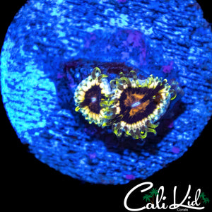 CK HELLRAZOR ZOA DOUBLE