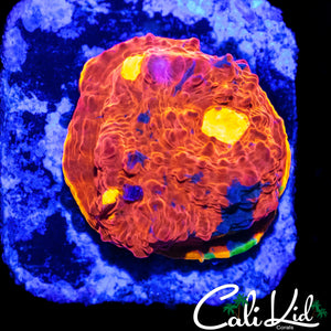 BEAUTIFUL RAINBOW CHALICE CHUNK