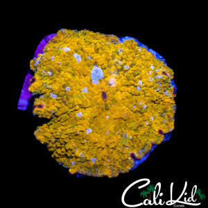 CK GOLD BAR MUSHROOM