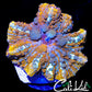 CK XL MR FREAK BOUNCE SHROOM