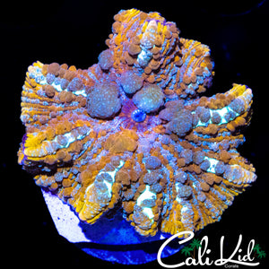 CK XL MR FREAK BOUNCE SHROOM