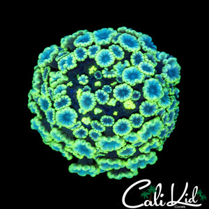 GLOWING BI COLOR ALVEOPORA