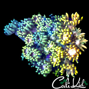 MALAYSIAN RAINBOW GONI