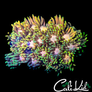 MALAYSIAN RAINBOW GONI