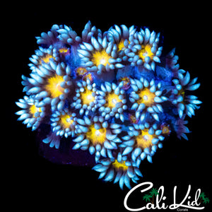 SUNFLOWER GONI