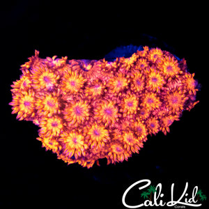 RED SPECKLED GONI