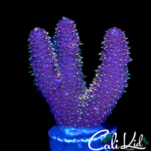 GOLD SPECKLED FUZZY MILLI