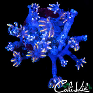 FIREWORK CLOVES