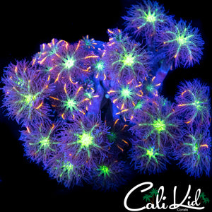 RAINBOW CLOVES CHUNK
