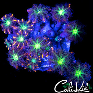 RAINBOW CLOVES CHUNK