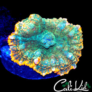 FLAME RIM BOUNCE MUSHROOM "MORPH"
