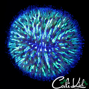 GLITTER DOME FUNGIA