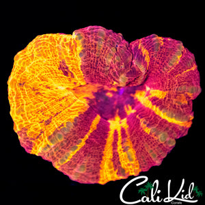 RARE COLORED SCOLY