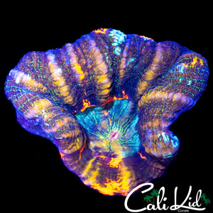 BEAUTIFUL MULTI COLOR SCOLY