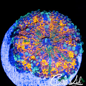 STUNNING RAINBOW BUBBLE YUMA