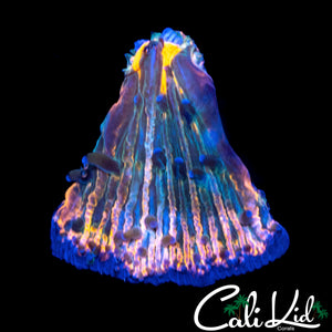 CK UNRELEASED RAINBOW FUNGIA
