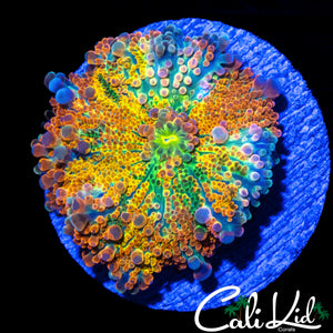 BEN'S BANGERZ RAINBOW BUBBLE YUMA