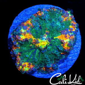 RAINBOW RIM BUBBLE YUMA