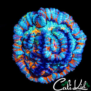 BEAUTIFUL RAINBOW WILSONI CHUNK
