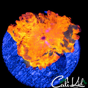 LARGE CANDY CRUSH MUSHROOM