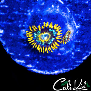 CK UNRELEASED ZOA DOUBLE