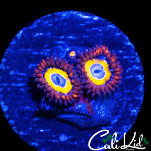 BBEB ZOA TRIPLE