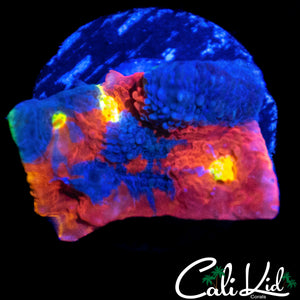 RAINBOW CHALICE CHUNK