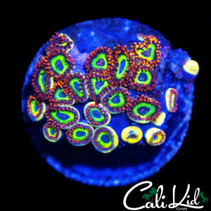 FRUIT LOOPS ZOA COLONY