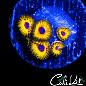 GREAT OWL ZOA MINI COLONY